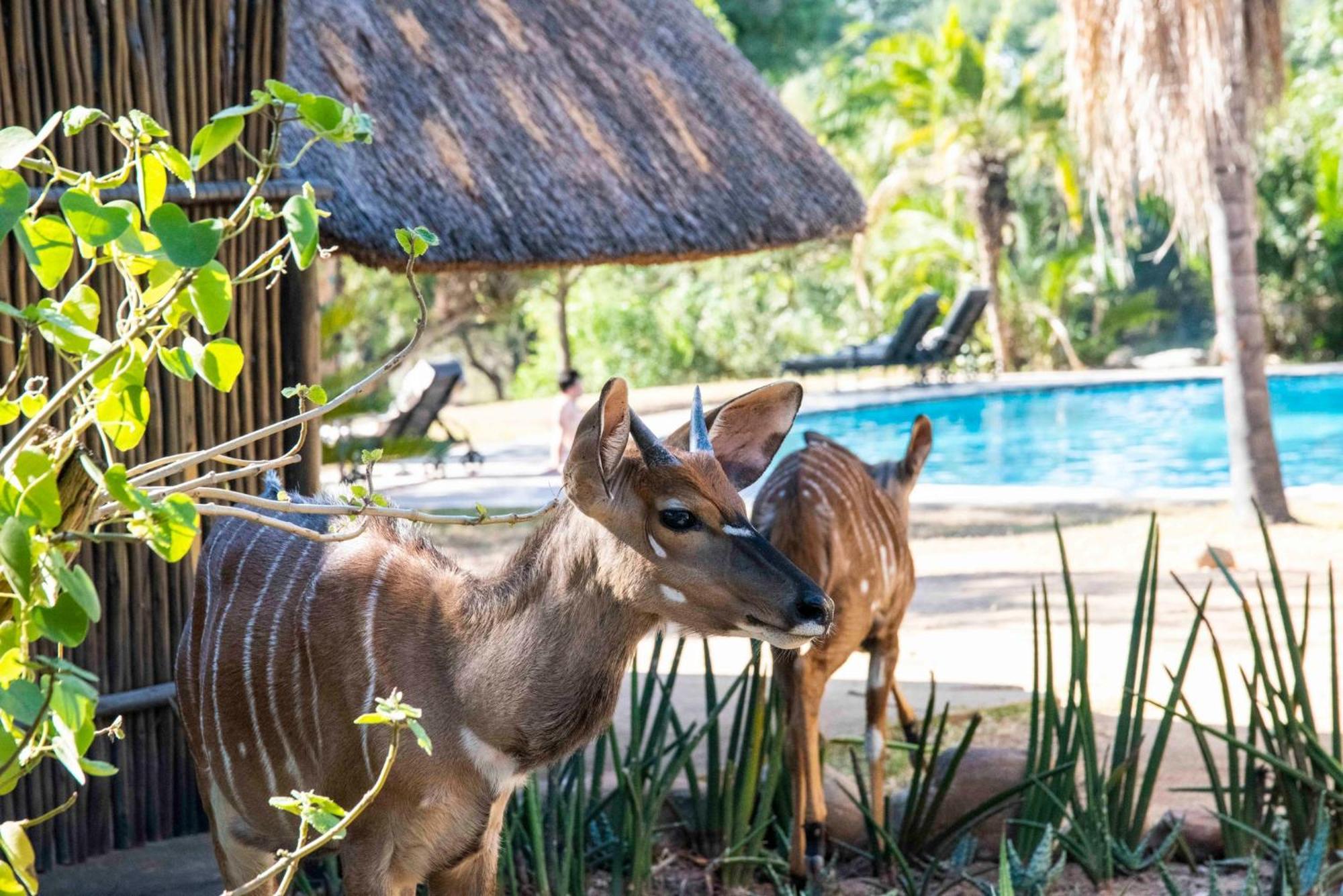 Inyati Game Lodge Sabi Sand Game Reserve Exterior photo