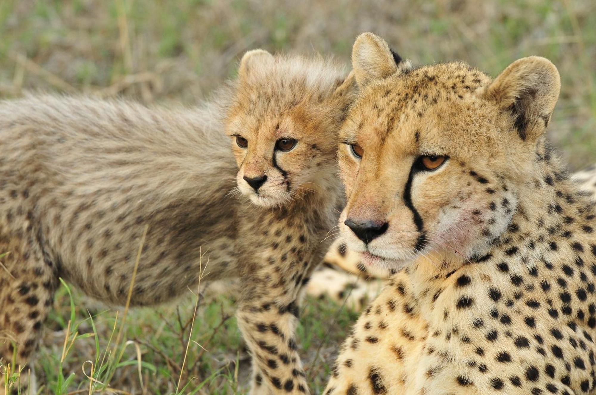 Inyati Game Lodge Sabi Sand Game Reserve Exterior photo