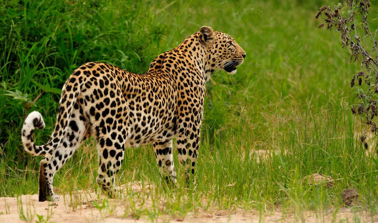 Inyati Game Lodge Sabi Sand Game Reserve Exterior photo